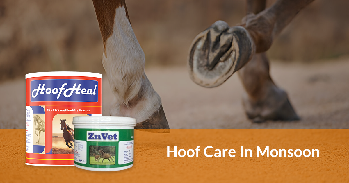 Hoof Care in Monsoon Season: Keeping Your Horse's Feet Healthy