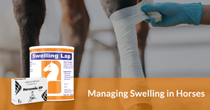 Managing Swelling in Horses: Prevention & Treatment