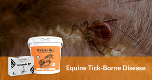 Equine Tick-Borne Disease: Prevention & Treatment
